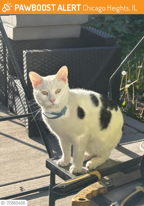 Found/Stray Male Cat last seen Schilling and Elder Ave, Chicago Heights, IL 60411