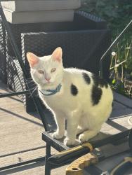 Found/Stray Male Cat last seen Schilling and Elder Ave, Chicago Heights, IL 60411