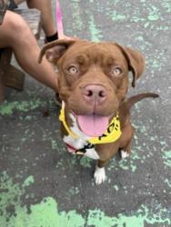 Shelter Stray Female Dog last seen CHARLOTTE, Charlotte, NC 28217