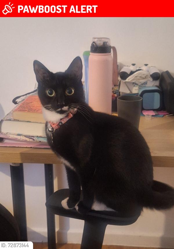 Lost Female Cat last seen Clapham North station, Greater London, England SW9 9NP