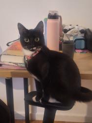 Lost Female Cat last seen Clapham North station, Greater London, England SW9 9NP