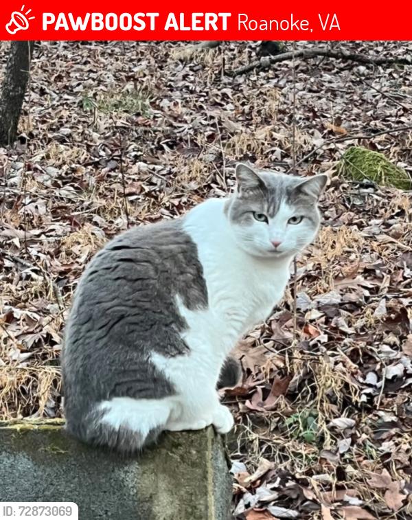 Lost Female Cat last seen Rutrough Rd/ Highland Rd near Blue Ridge Parkway , Roanoke, VA 24014
