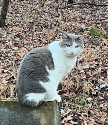 Lost Female Cat last seen Rutrough Rd/ Highland Rd near Blue Ridge Parkway , Roanoke, VA 24014