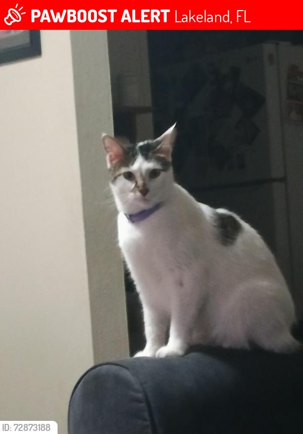Lost Female Cat last seen Georgia ave , Lakeland, FL 33813