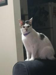 Lost Female Cat last seen Georgia ave , Lakeland, FL 33813