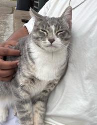 Found/Stray Male Cat last seen Battle Creek Regional Park, Saint Paul, MN 55119