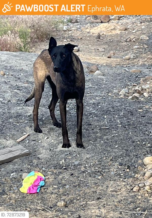 Found/Stray Male Dog last seen New housing development off 5th and L, Ephrata, WA 98823