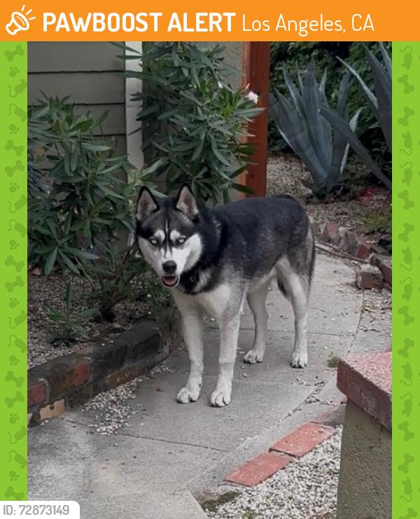Found/Stray Male Dog last seen Florence Nightingale Middle School, Los Angeles, CA 90065