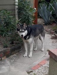 Found/Stray Male Dog last seen Florence Nightingale Middle School, Los Angeles, CA 90065