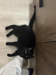 Lost Male Cat last seen In between 63rd and 64th avenue above Artondale dr. , Gig Harbor, WA 98335