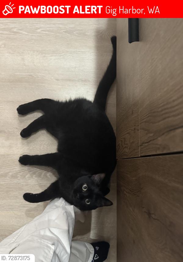 Lost Male Cat last seen In between 63rd and 64th avenue above Artondale dr. , Gig Harbor, WA 98335
