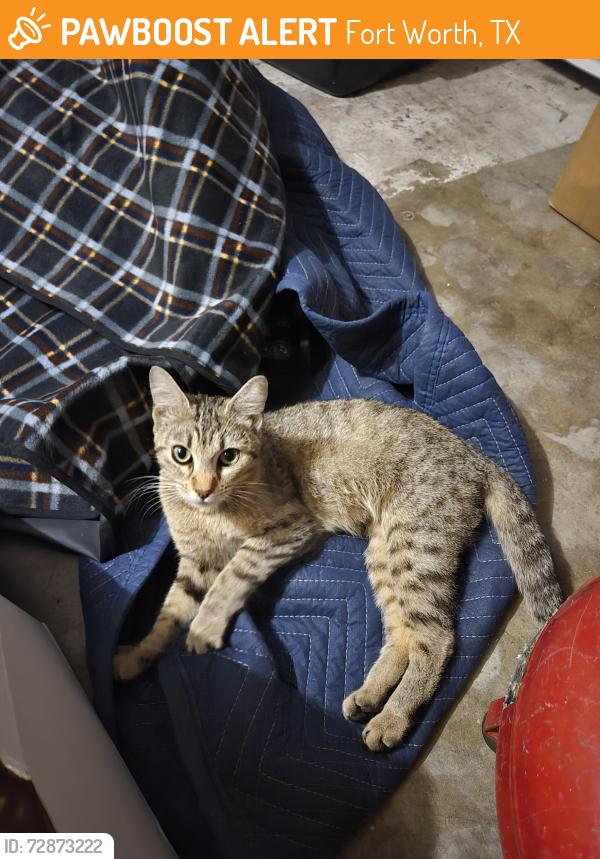 Found/Stray Female Cat last seen Henderson and Belknap, Fort Worth, TX 76102