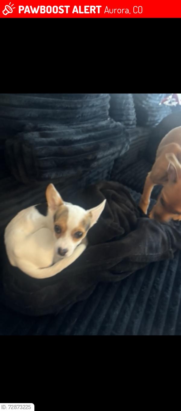 Lost Female Dog last seen Picadilly rd, Aurora, CO 80018