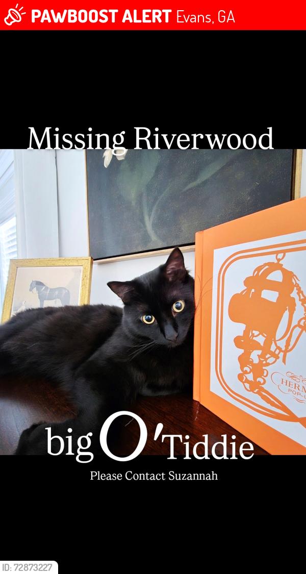 Lost Male Cat last seen Chatsworth Riverwood Plantation , Evans, GA 30809