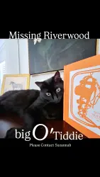 Lost Male Cat last seen Chatsworth Riverwood Plantation , Evans, GA 30809