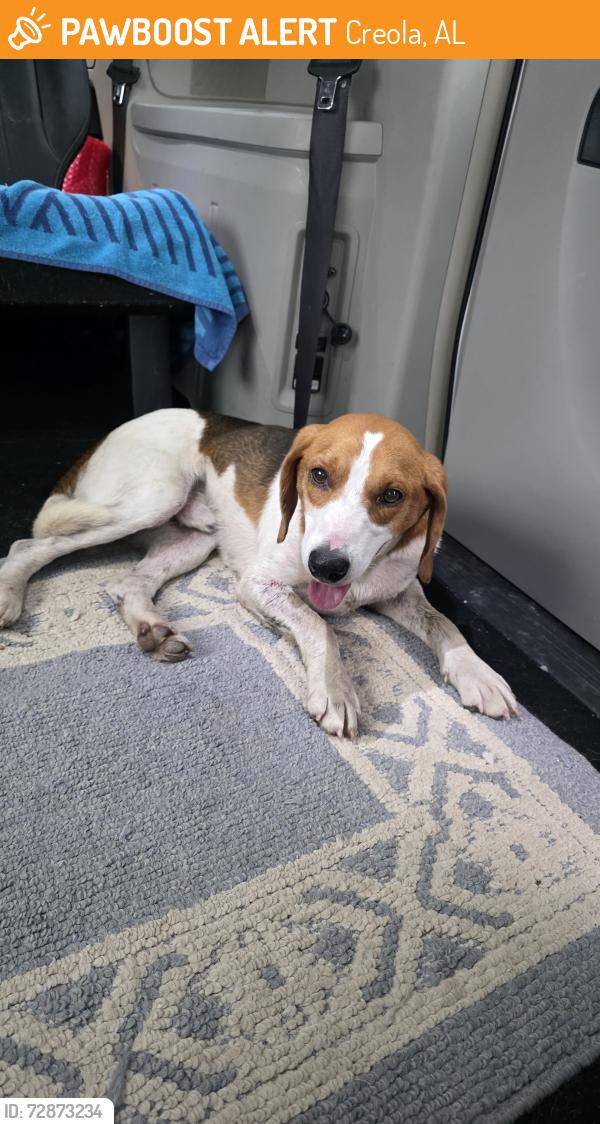 Found/Stray Male Dog last seen Near Dead lake marina Road, Creola, AL, Creola, AL 36525