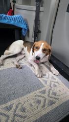 Found/Stray Male Dog last seen Near Dead lake marina Road, Creola, AL, Creola, AL 36525