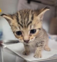 Shelter Stray Female Cat last seen N Highland Ave & E Clinton Ave, Fresno Zone Fresno CO 2 93737, CA, Fresno, CA 93706