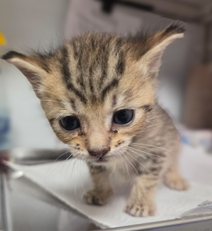 Shelter Stray Female Cat last seen N Highland Ave & E Clinton Ave, Fresno Zone Fresno CO 2 93737, CA, Fresno, CA 93706