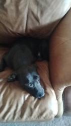 Lost Female Dog last seen Crazy vapes and pipes , Chattanooga, TN 37411