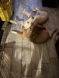 Lost Female Dog last seen Scyene street , Dallas, TX 75227