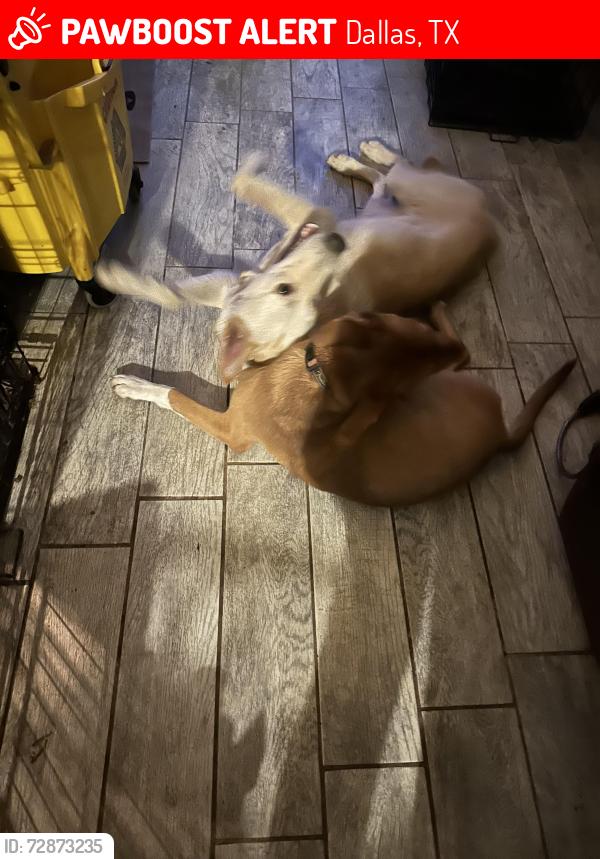 Lost Female Dog last seen Scyene street , Dallas, TX 75227