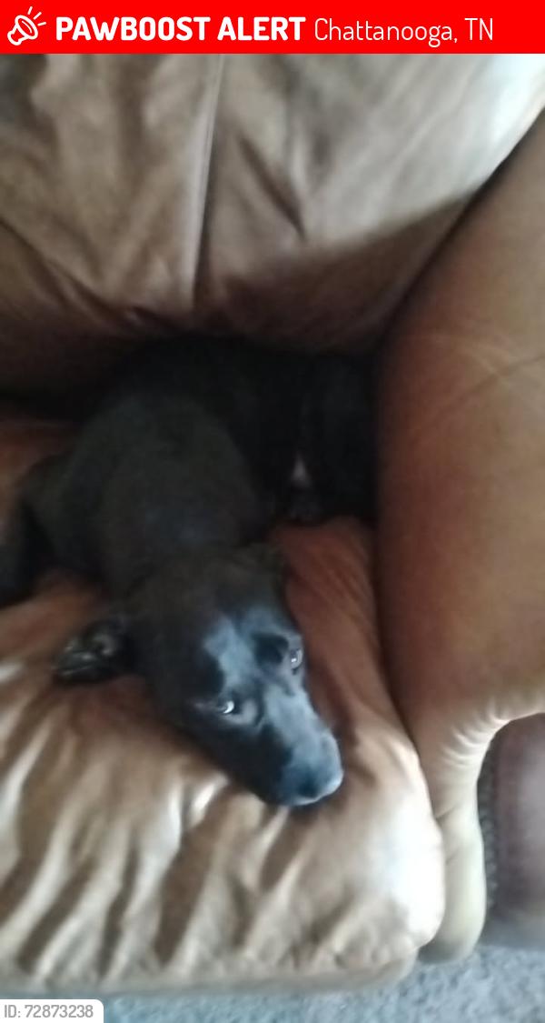 Lost Female Dog last seen Crazy vapes and pipes , Chattanooga, TN 37411