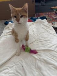 Found/Stray Male Cat last seen Overall creek school, Murfreesboro, TN 37129