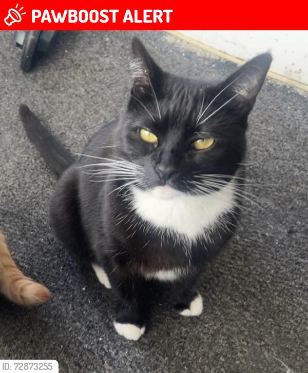 Lost Female Cat last seen Hull  preston road southcoates lane, Kingston upon Hull, England HU9 3SS