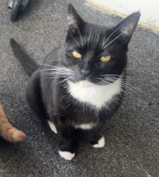 Lost Female Cat last seen Hull  preston road southcoates lane, Kingston upon Hull, England HU9 3SS
