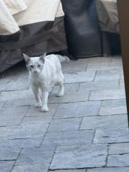 Found/Stray Unknown Cat last seen Hiller Street, Belmont, CA 94002