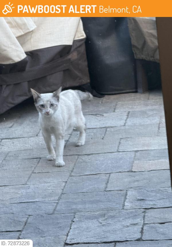 Found/Stray Unknown Cat last seen Hiller Street, Belmont, CA 94002