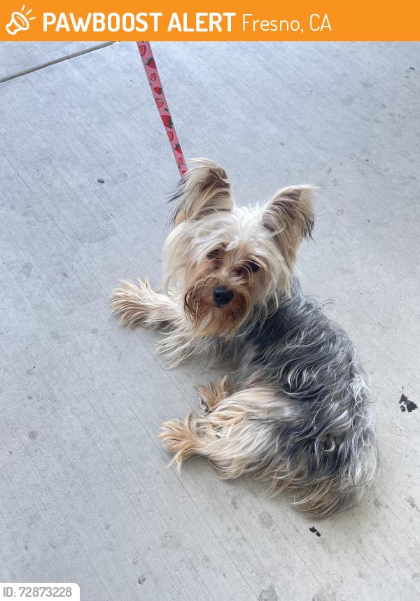Found/Stray Male Dog last seen Huntington and six, Fresno, CA 93721