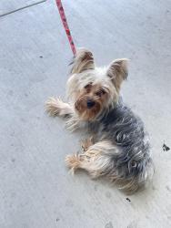 Found/Stray Male Dog last seen Huntington and six, Fresno, CA 93721