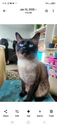 Found/Stray Male Cat last seen Crown Hill , Nashua, NH 03060