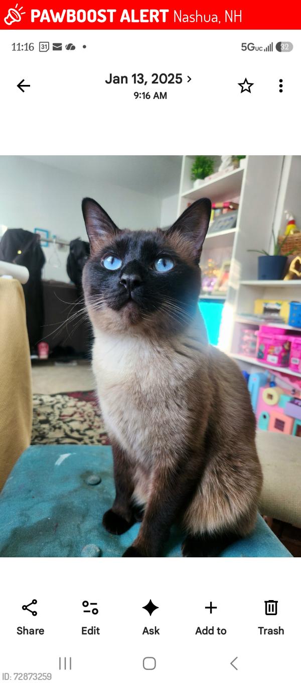 Found/Stray Male Cat last seen Crown Hill , Nashua, NH 03060