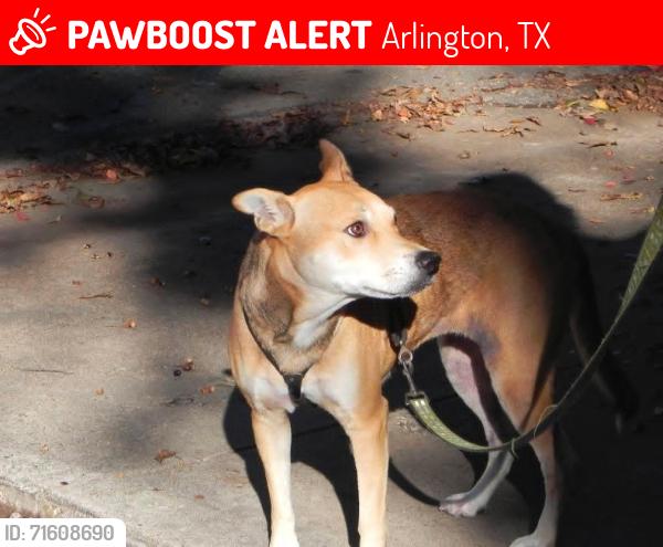Lost Female Dog last seen Davis and randol mill, Arlington, TX 76012