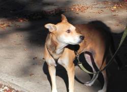 Lost Female Dog last seen Davis and randol mill, Arlington, TX 76012