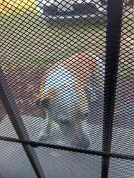 Found/Stray Male Dog last seen Hill, Orange Cove, CA 93646