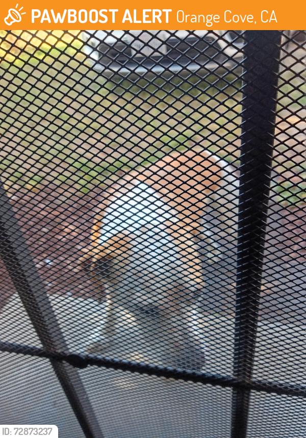 Found/Stray Male Dog last seen Hill, Orange Cove, CA 93646