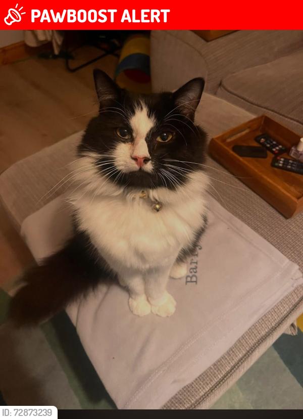 Lost Male Cat last seen Lynmouth crescent , Furzton, England MK4