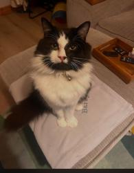 Lost Male Cat last seen Lynmouth crescent , Furzton, England MK4