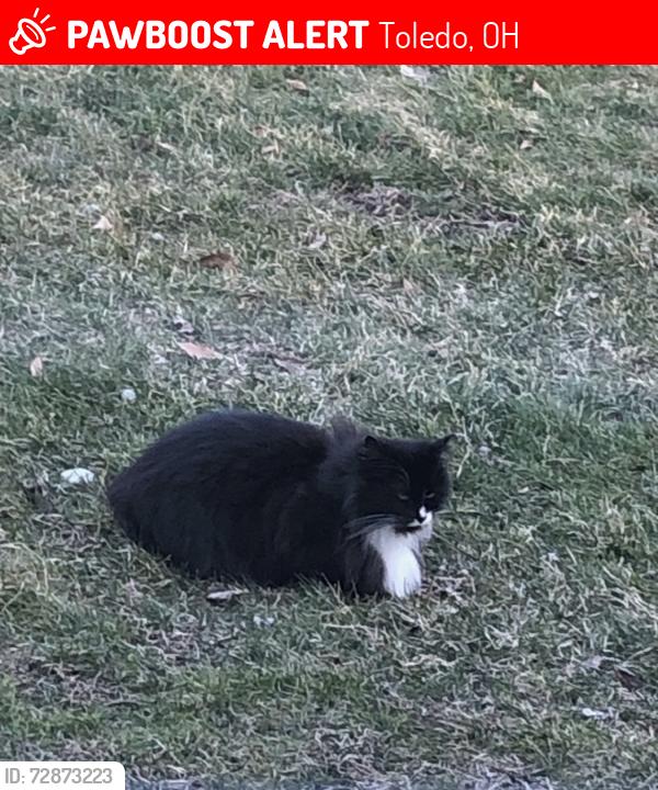 Lost Female Cat last seen Favony, hancock, Toledo, OH 43615