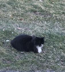 Lost Female Cat last seen Favony, hancock, Toledo, OH 43615