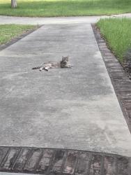 Found/Stray Female Cat last seen Tuscan hills drive  8900 block, Garden Ridge, TX 78266