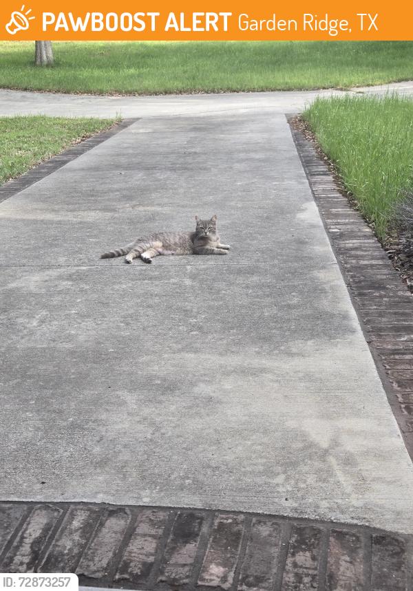 Found/Stray Female Cat last seen Tuscan hills drive  8900 block, Garden Ridge, TX 78266