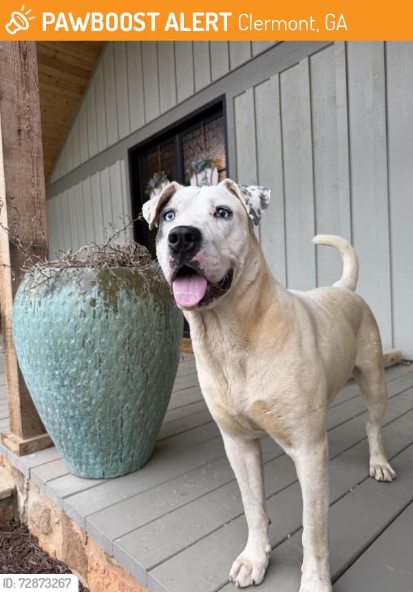 Found/Stray Male Dog last seen Ransom Free and Kenimer Rd., Clermont, GA 30527