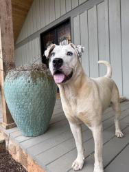 Found/Stray Male Dog last seen Ransom Free and Kenimer Rd., Clermont, GA 30527