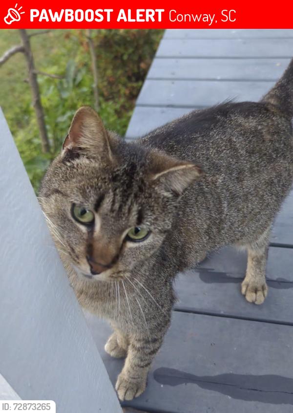 Lost Female Cat last seen Dunn shortcut rd, Conway, SC 29526