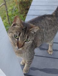 Lost Female Cat last seen Dunn shortcut rd, Conway, SC 29526